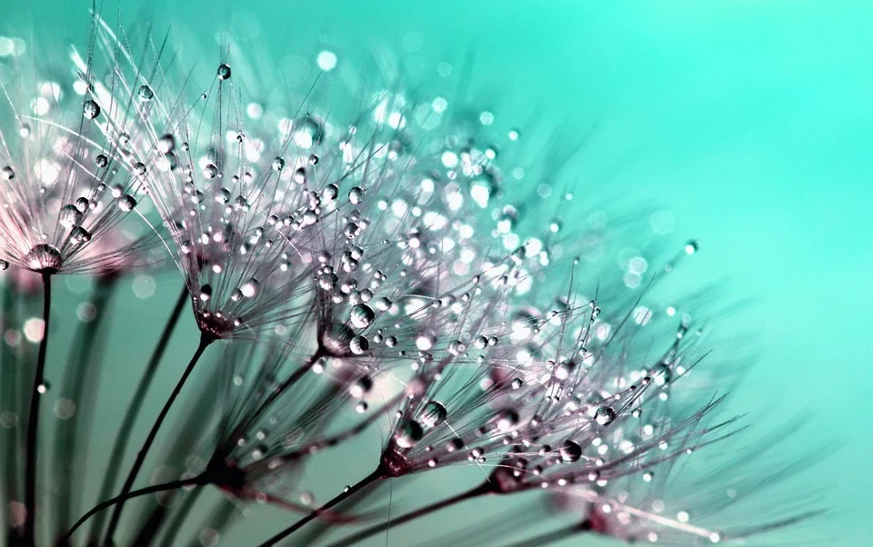 Natuurfoto 6