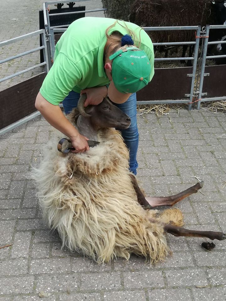 Schaapscheerdersfeest De Korenmaat